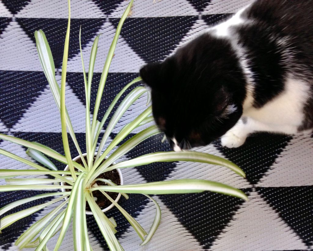 Spider Plants  - Air Purifying Plants 