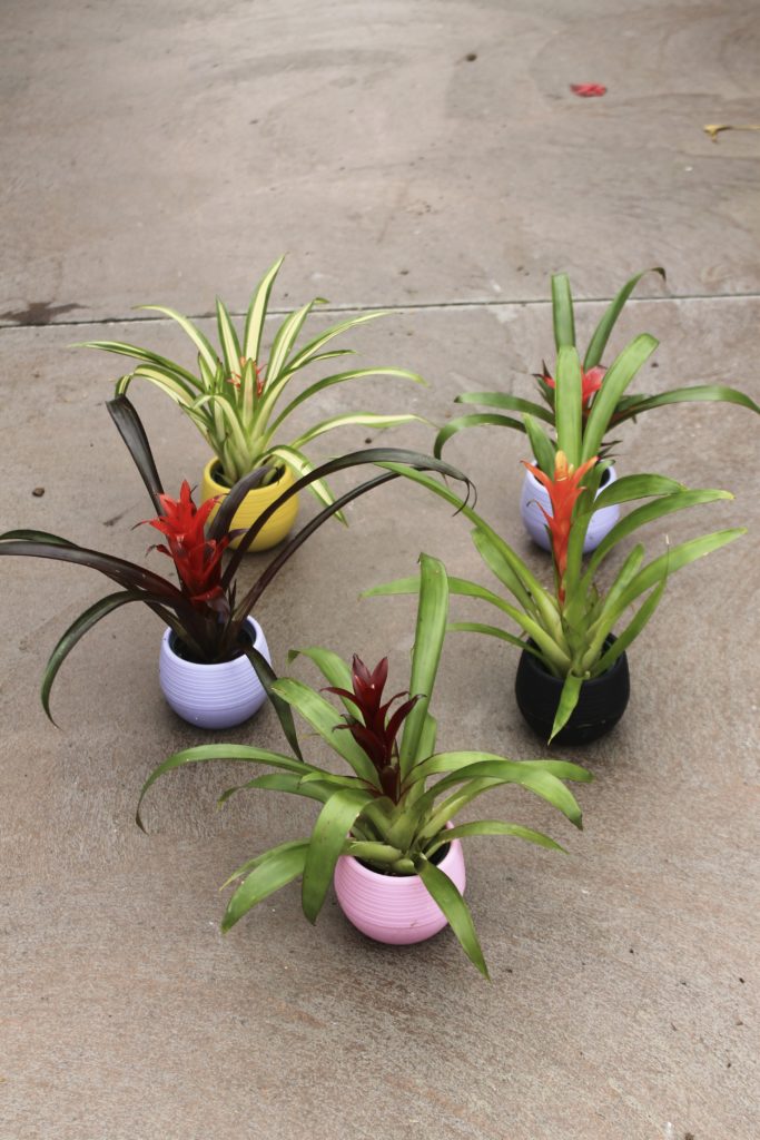 Bromeliads - Air Purifying Plants 