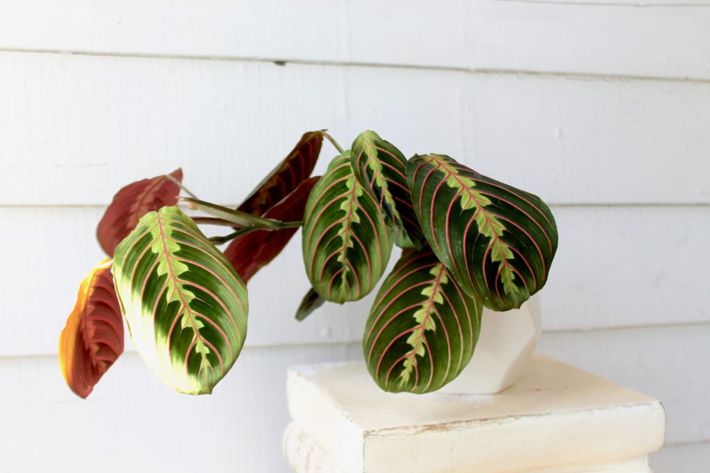 Maranta - Air Purifying Plants 