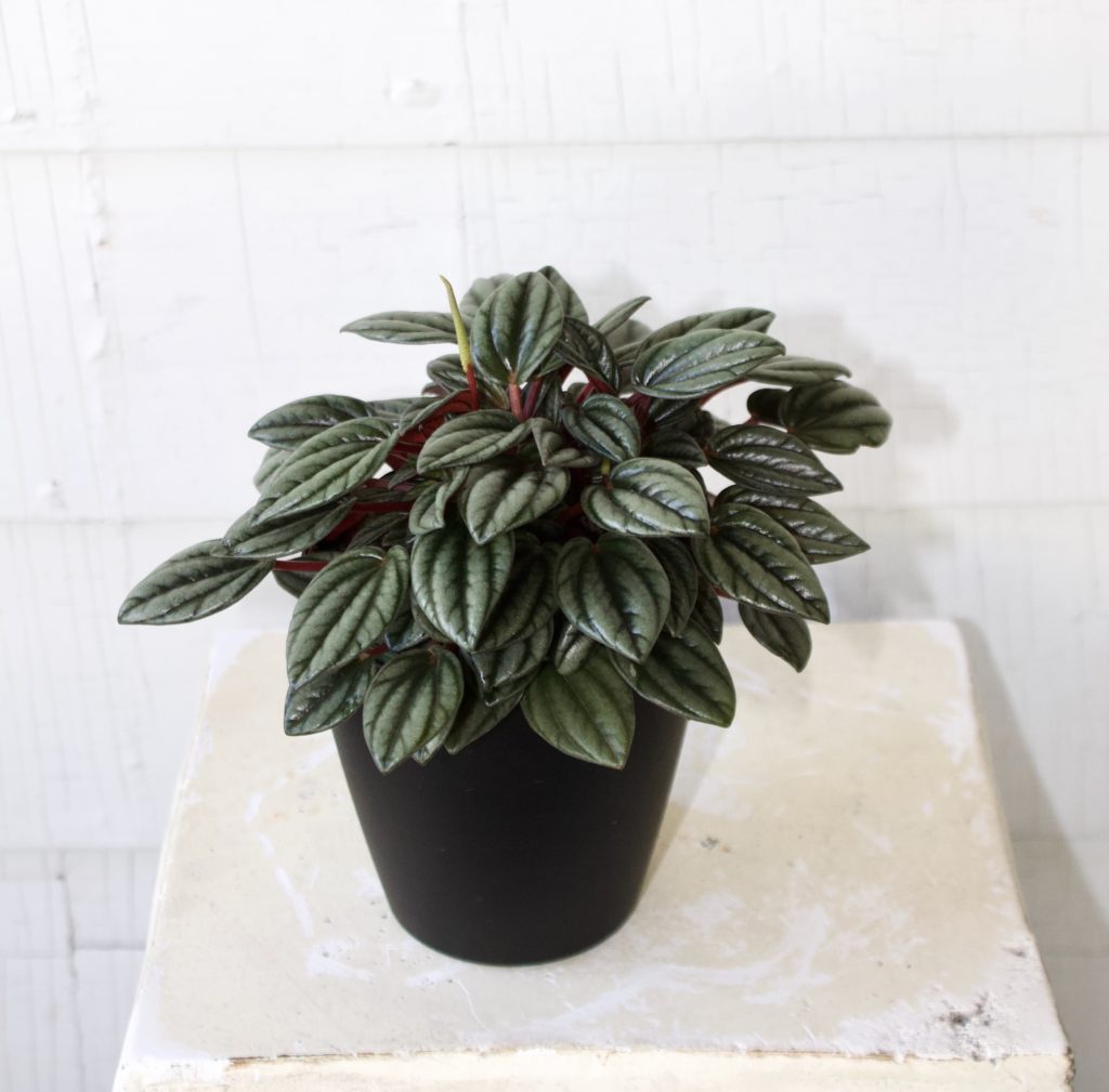 Peperomia Rosso