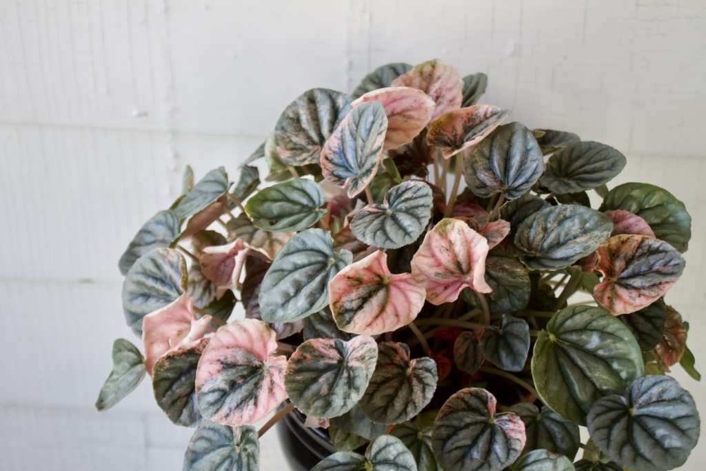Pink Variegated Peperomia 