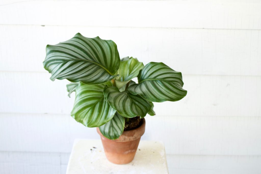 Calathea - Air Purifying Plants