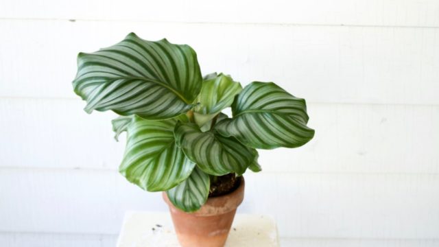 Calathea - Air Purifying Plants