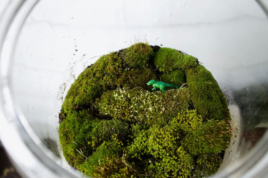 DIY Moss Terrarium 