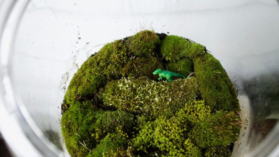 DIY: A (Free) Moss Terrarium