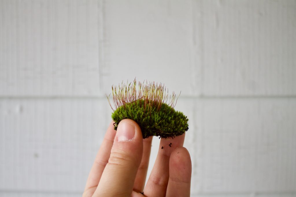 Moss Piece 