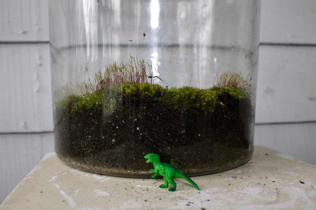 DIY (free) Moss Terrarium
