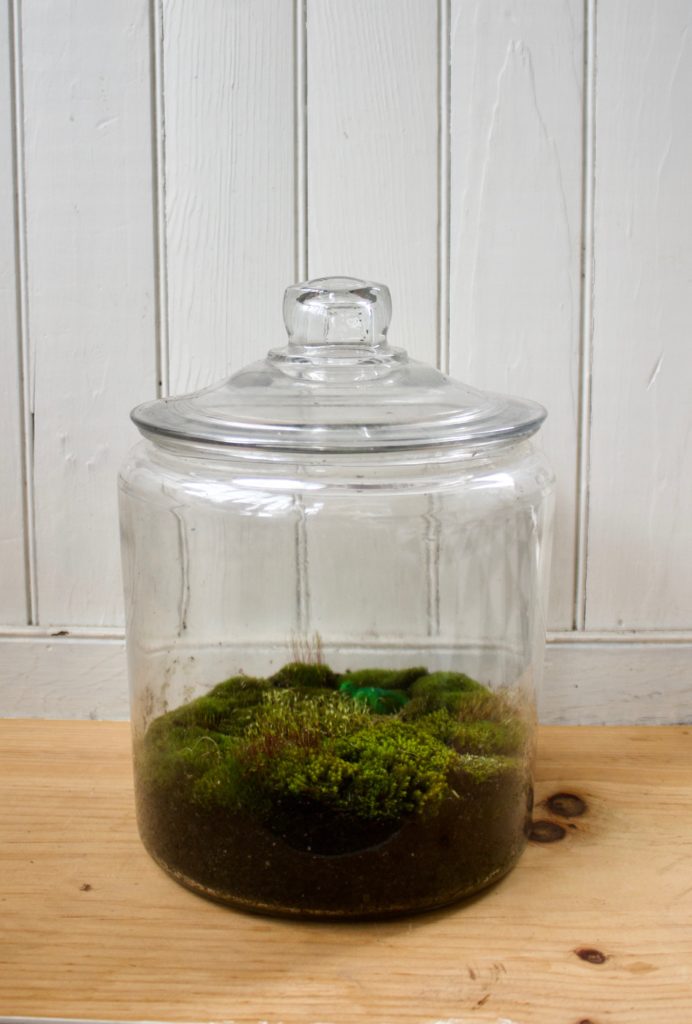 DIY Terrarium in Vintage Jar