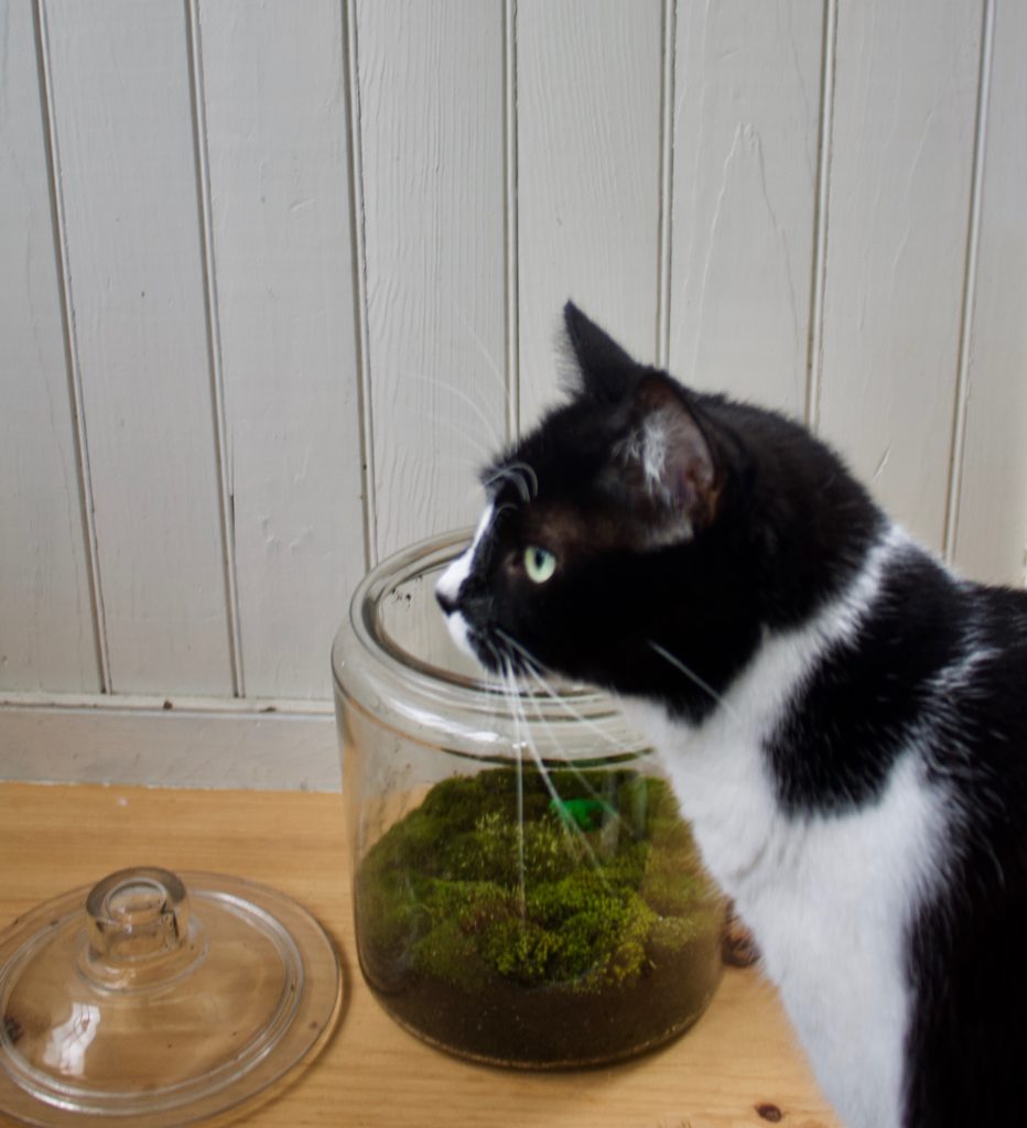 DIY Moss Terrarium