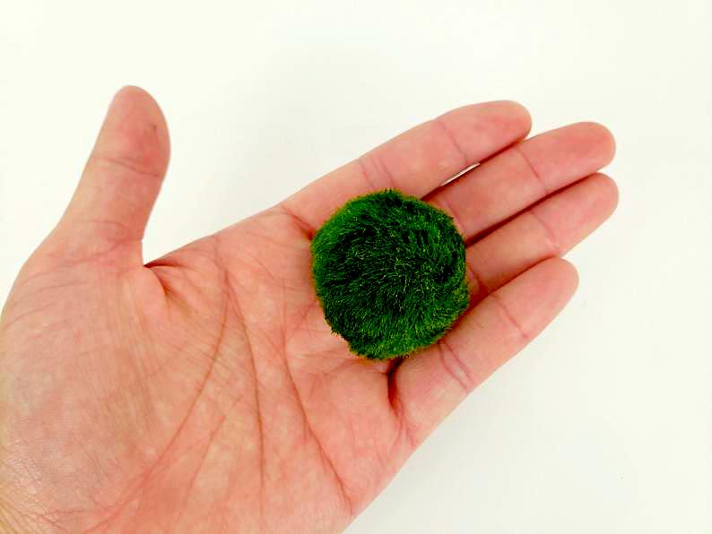 Marimo Balls