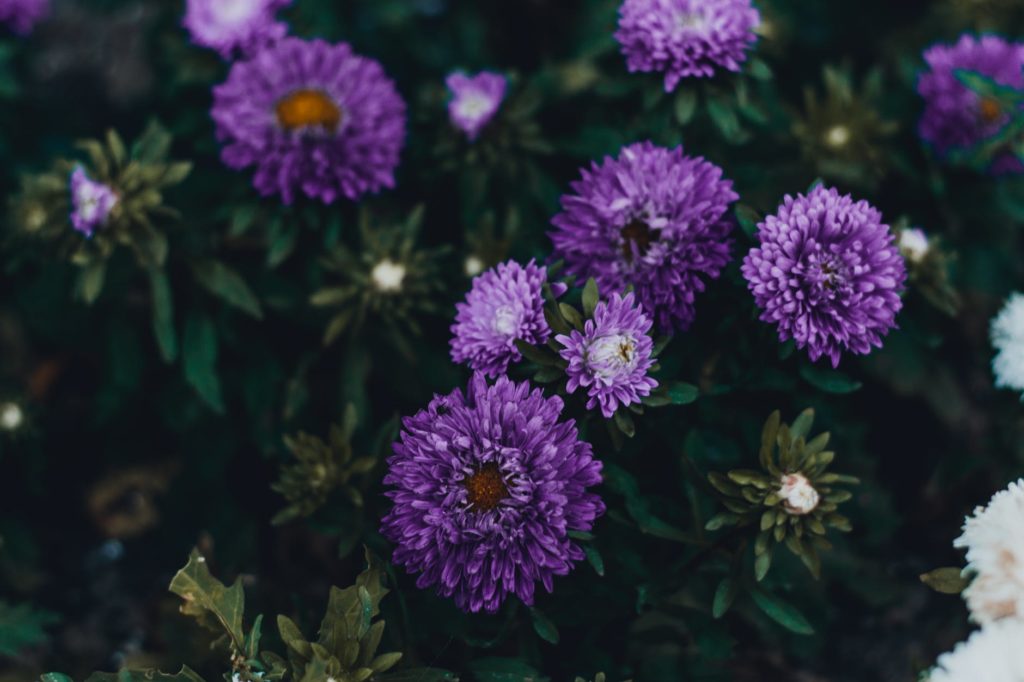 Pet Safe Flowers for Your Garden Leaf and Paw