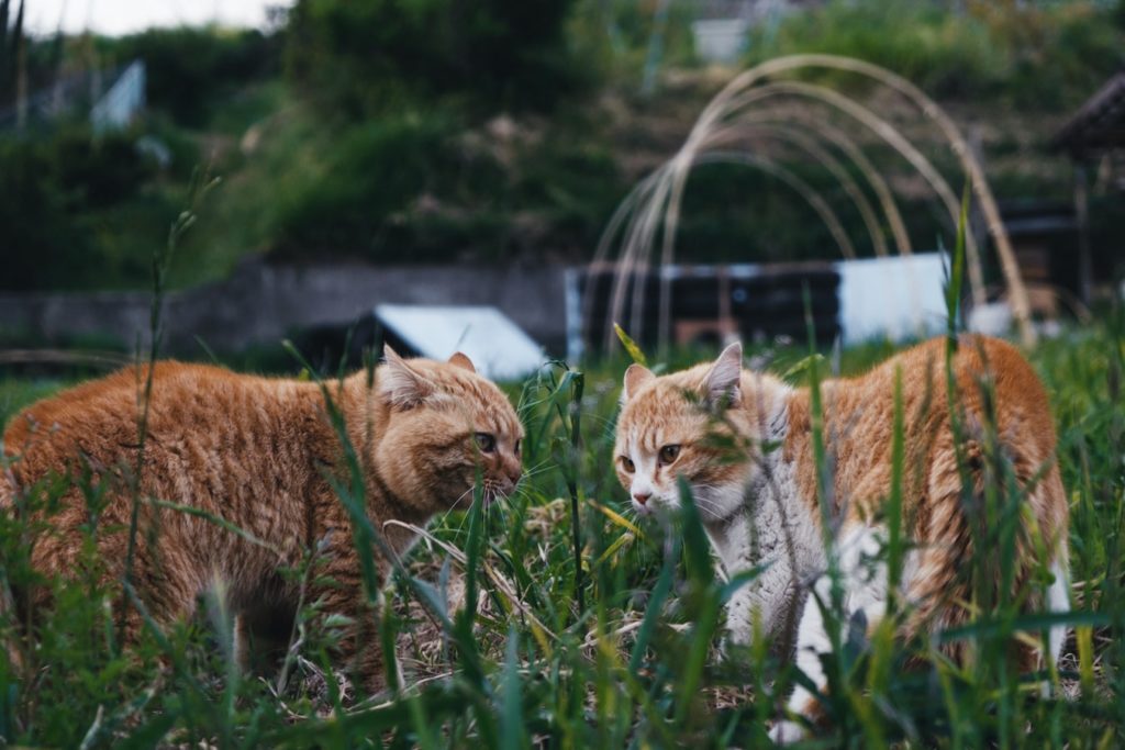 Cats in the Garden