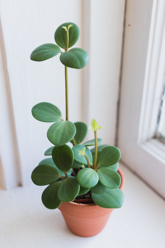 Peperomia Hope