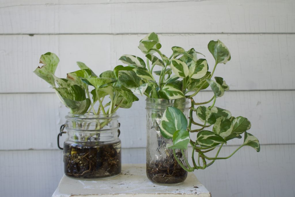 Pothos Cuttings in Water