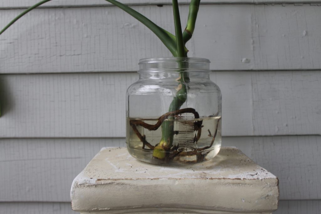 Monstera cutting in water  - leafandpaw.com