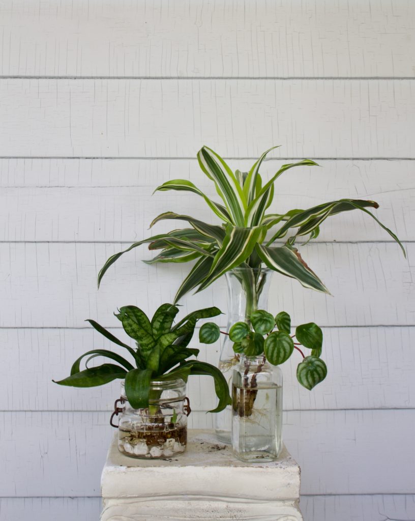 Plant cuttings in water