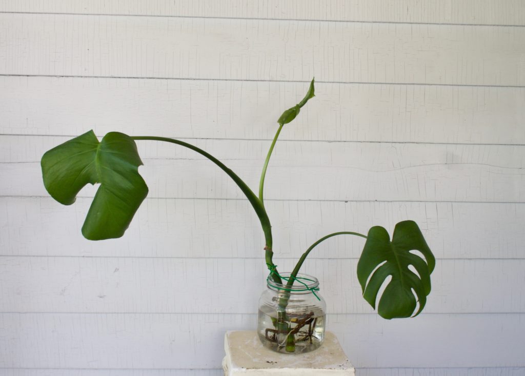 Monstera cutting in water - leafandpaw.com