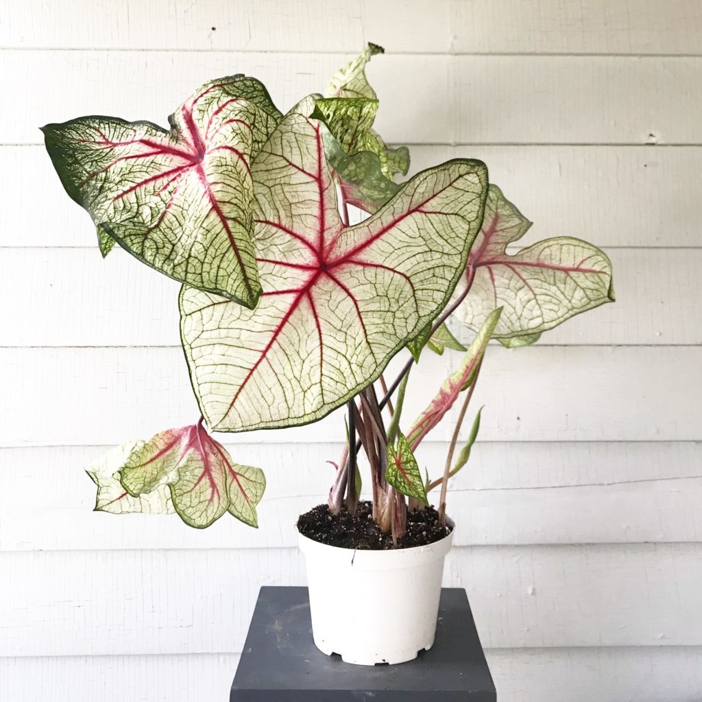 Caladium : leafandpaw.com