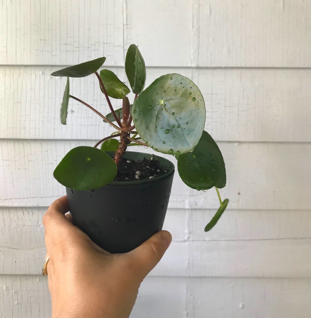 Pilea Peperomia propagation - leafandpaw.com