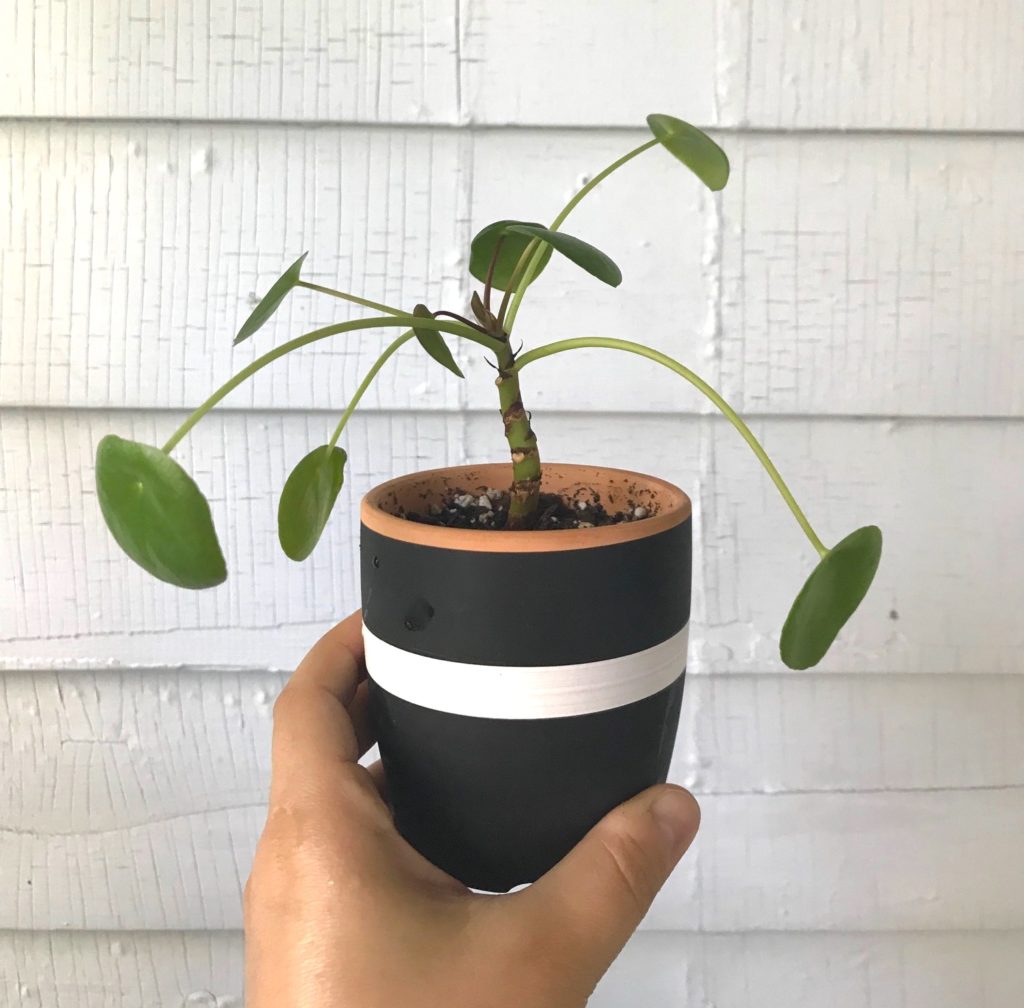 Pilea Peperomia propagation - leafandpaw.com