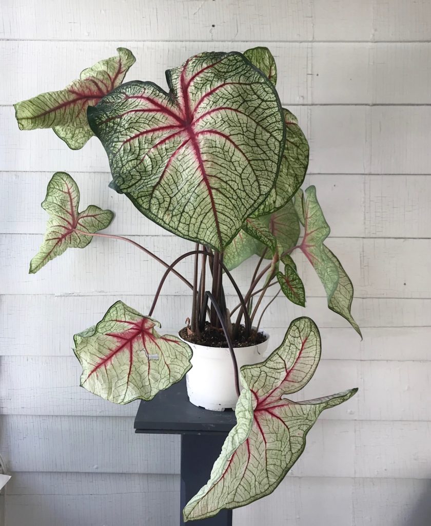 Angel Wing Caladium : Leafandpaw.com