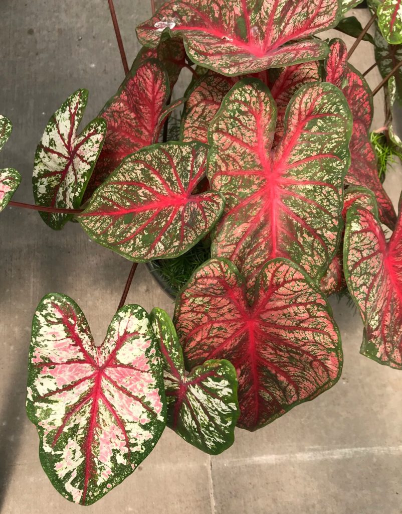 Caladium Varieties : Leafandpaw.com