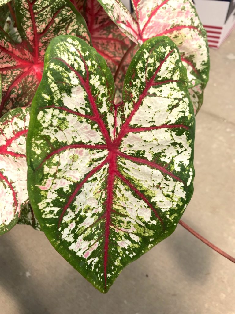 Colocasia : Leafandpaw.com