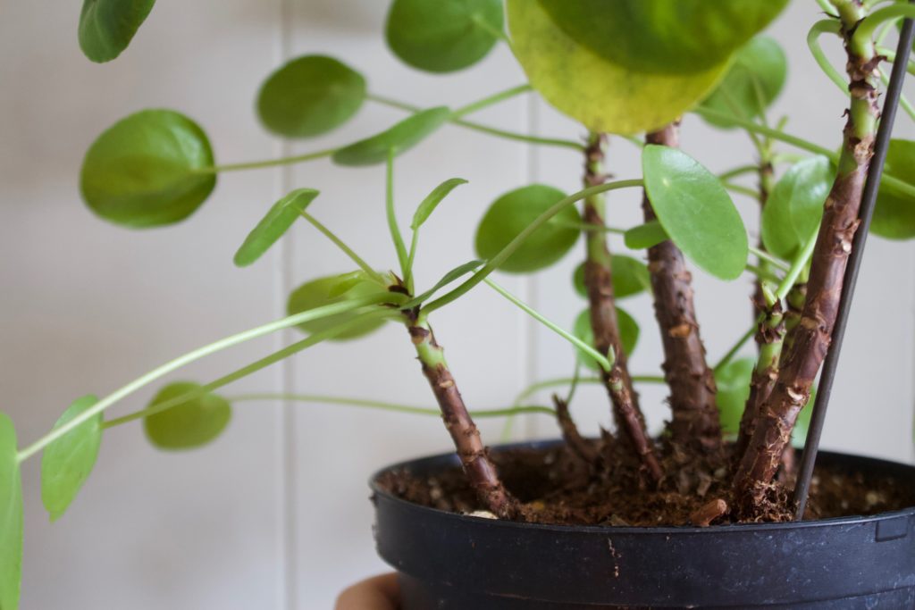 Pilea Peperomia propagation - leafandpaw.com