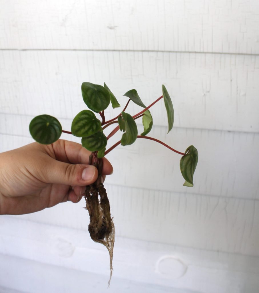 Watermelon Peperomia propagation - leafandpaw.com