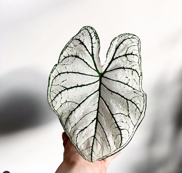 White Caladium : Leafandpaw.com