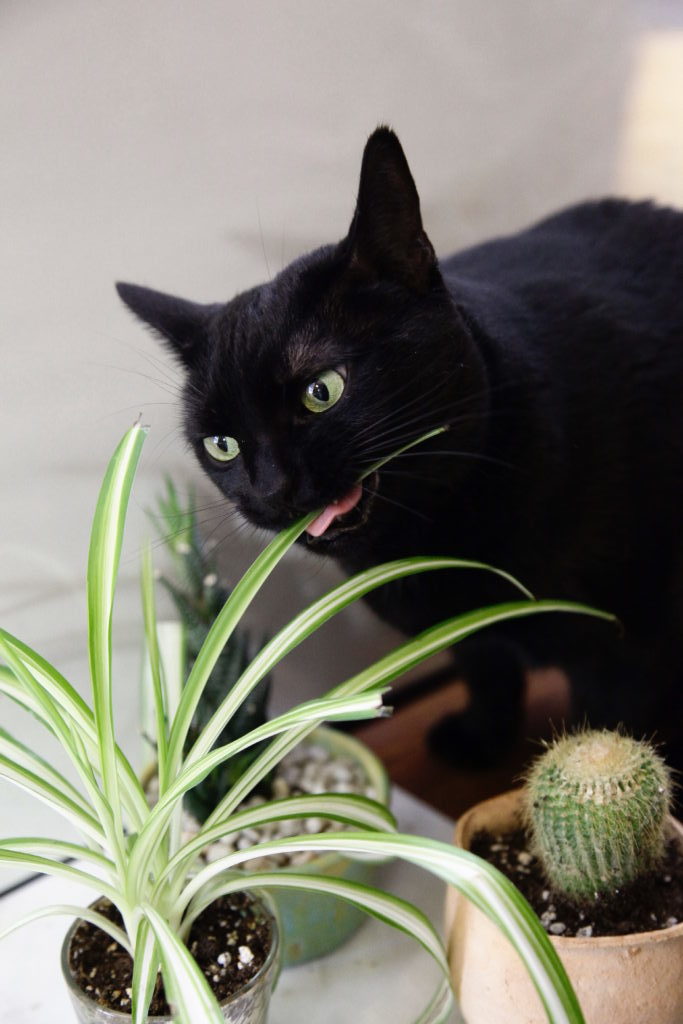 Plant Portrait Spider Plants Leaf And Paw