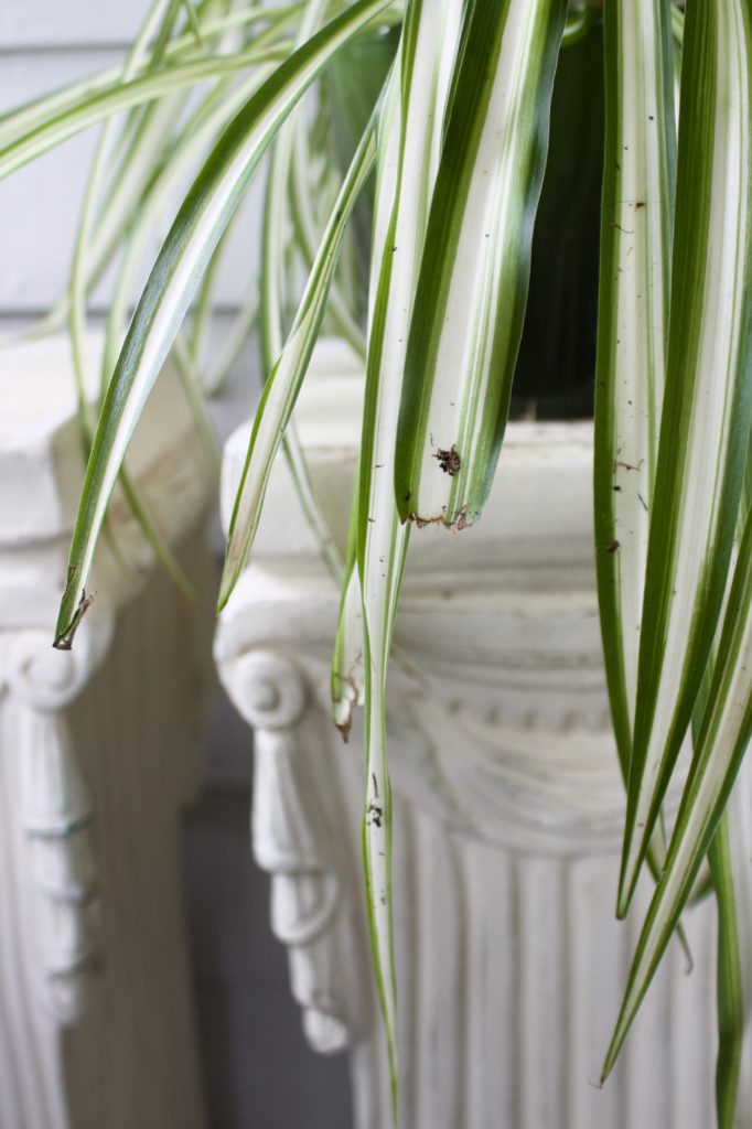 Cat eaten spider plant leaves