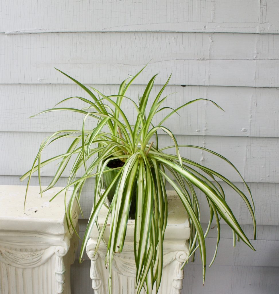 Spider Plant in Pot