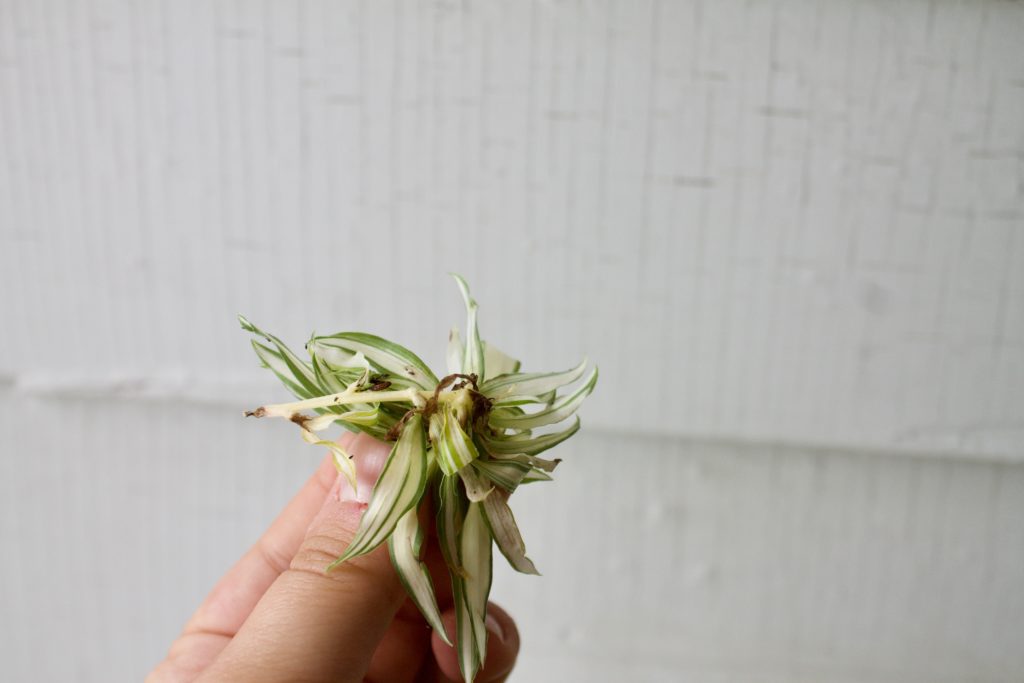 Spider plant baby