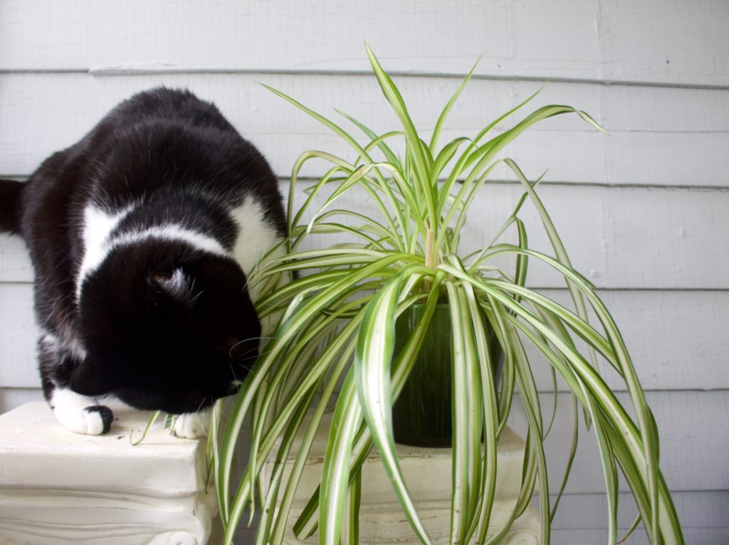 Spider plants and cat