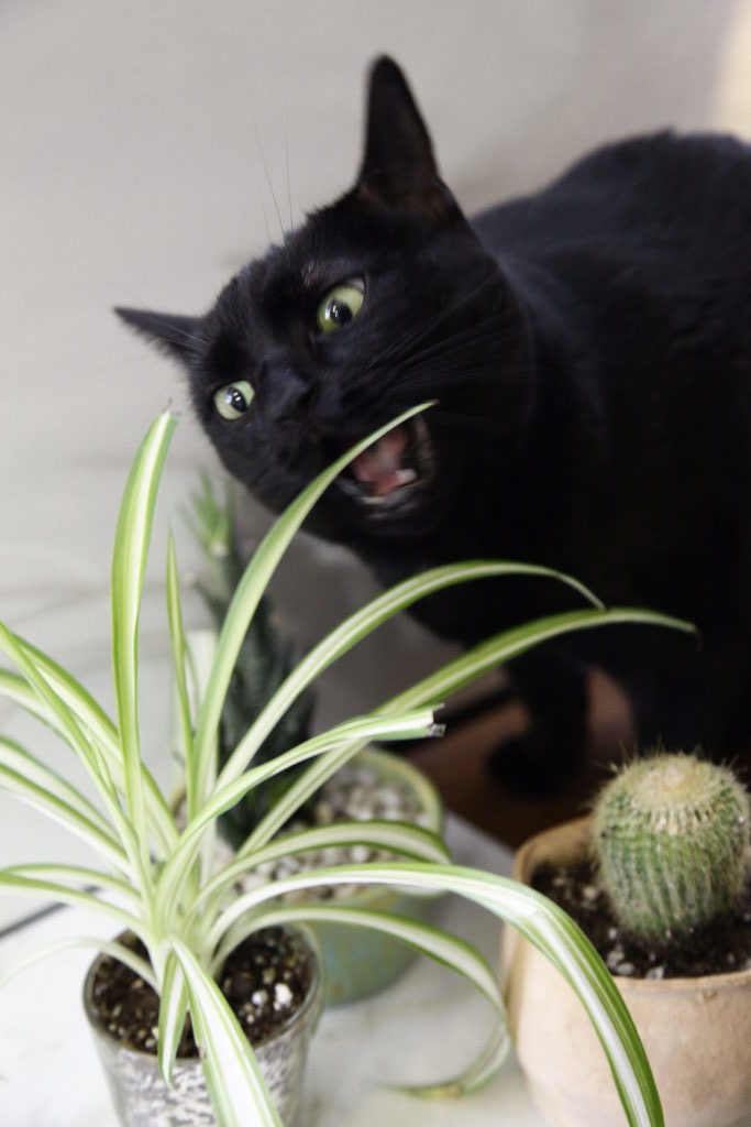 Cat eating spider plant