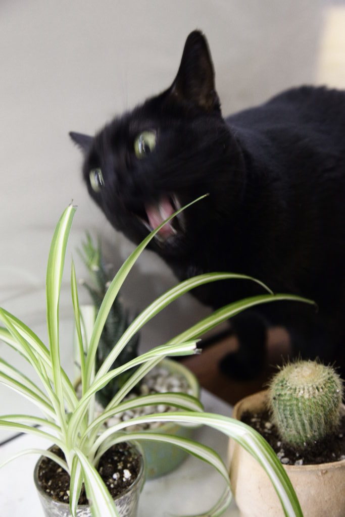 Cat eating spider plant