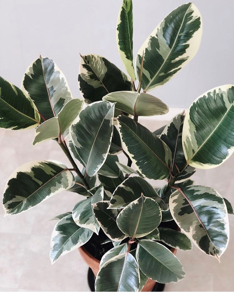 Variegated rubber tree by littleandlush