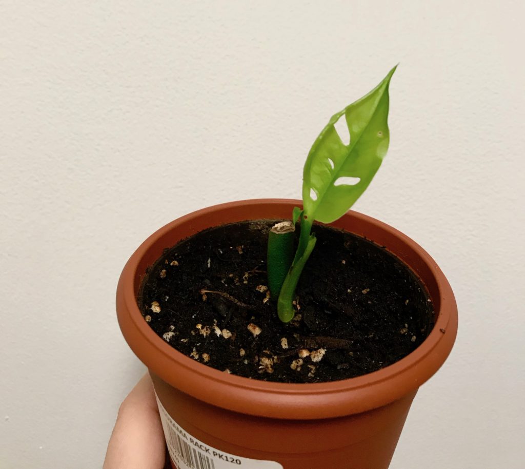 Monstera adansonii propagation