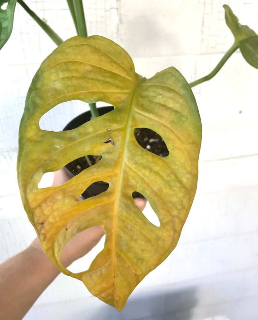 Plant Portrait Monstera Adansonii Leaf And Paw