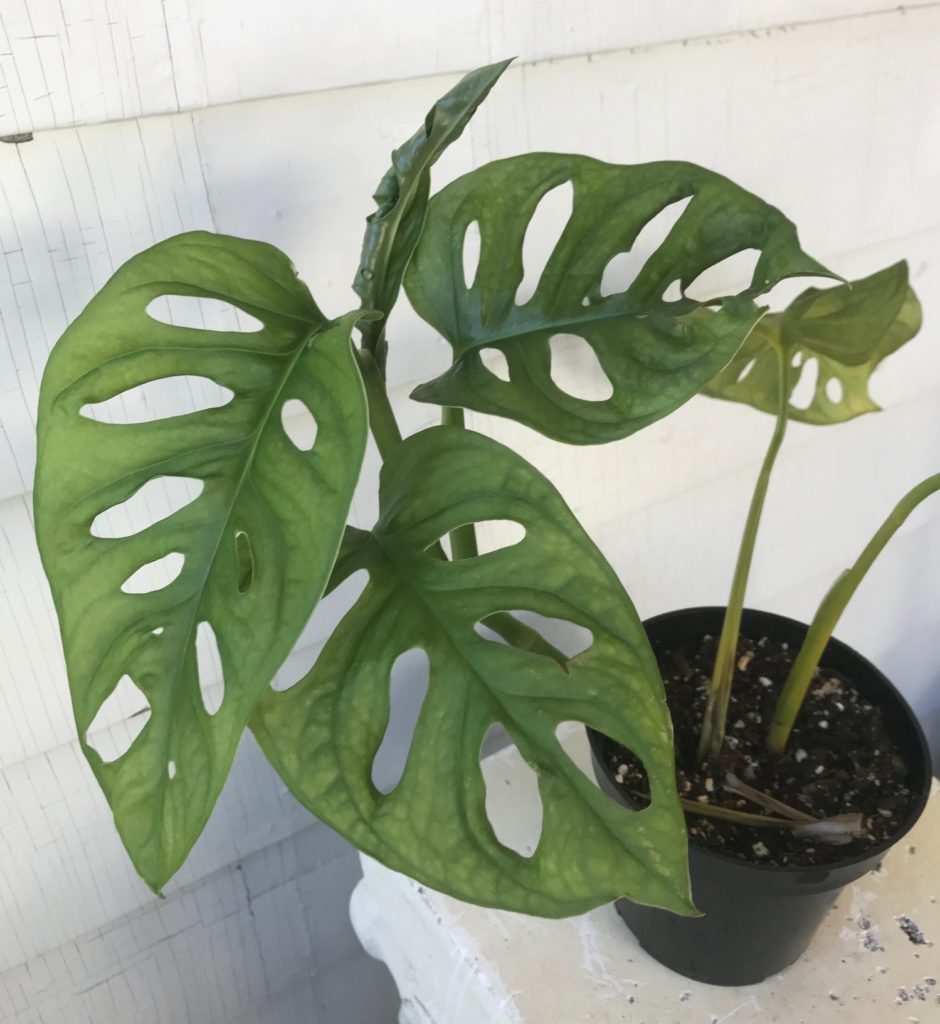 Plant Portrait Monstera Adansonii Leaf and Paw