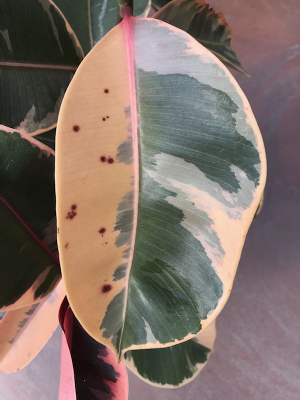 Brown spots on variegated leaves on ficus tineke. 