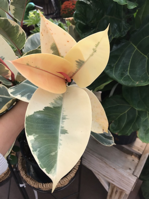 White variegated leaves on rubber plant