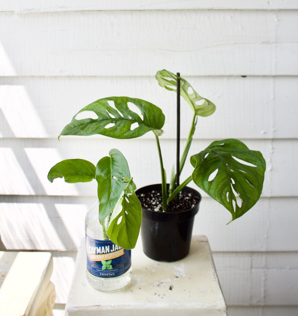 The difference between monstera adansonii and monstera friedrichsthalii