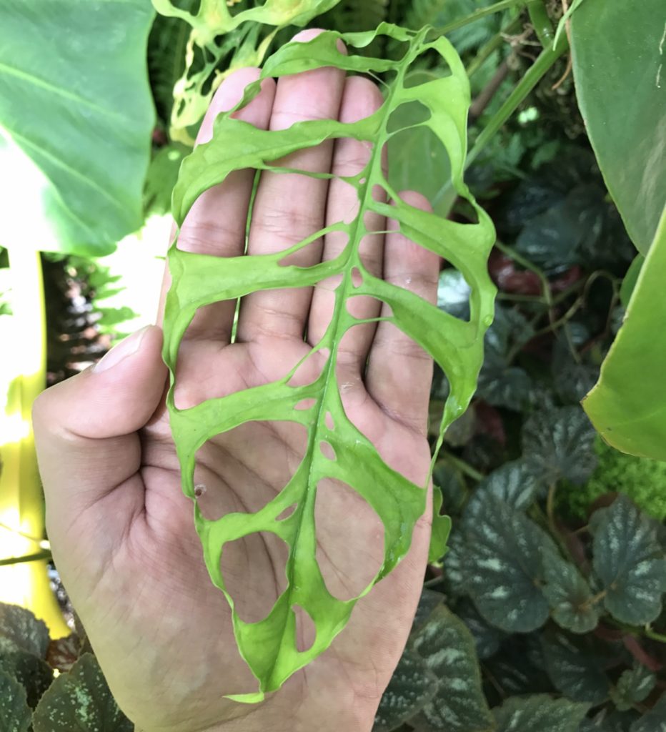 Plant Portrait Monstera Adansonii Leaf And Paw