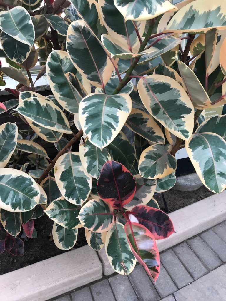 Plant Portrait: Variegated Rubber Plant - Leaf and Paw