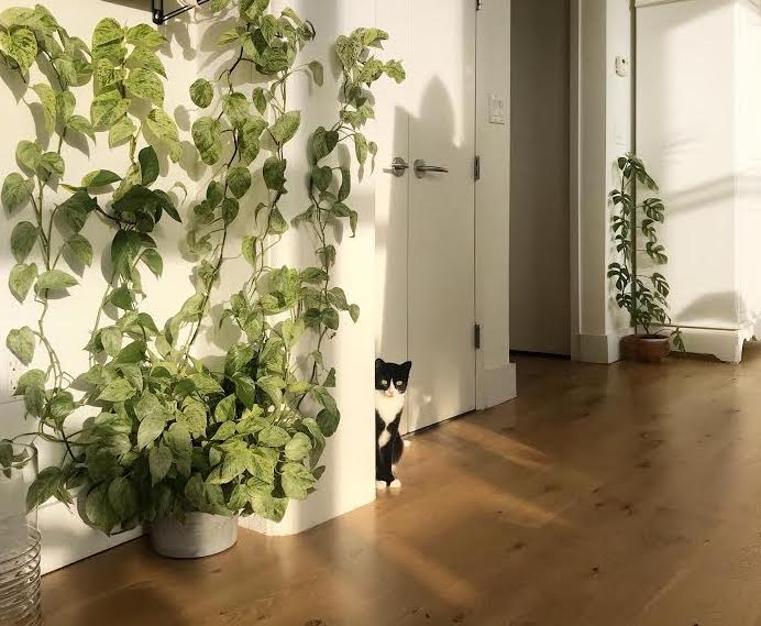 Climbing Plants Safe for Pets