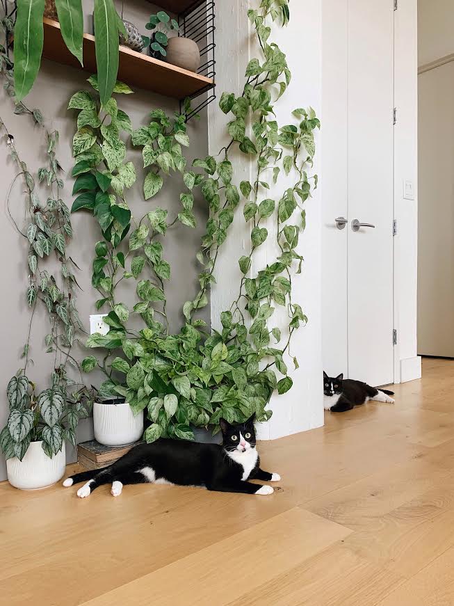 Safe Plants For Cats And Dogs