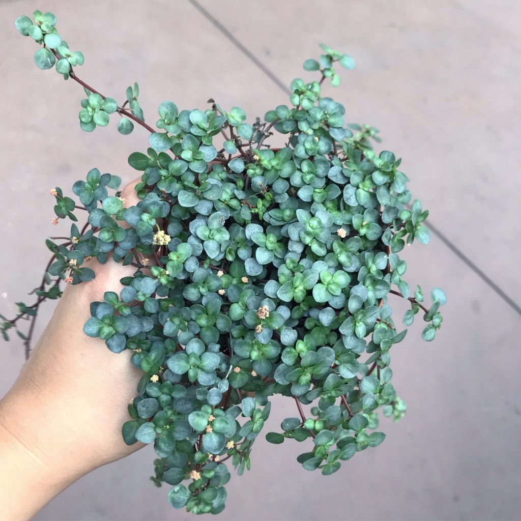 Pilea aquamarine  - safe for pets