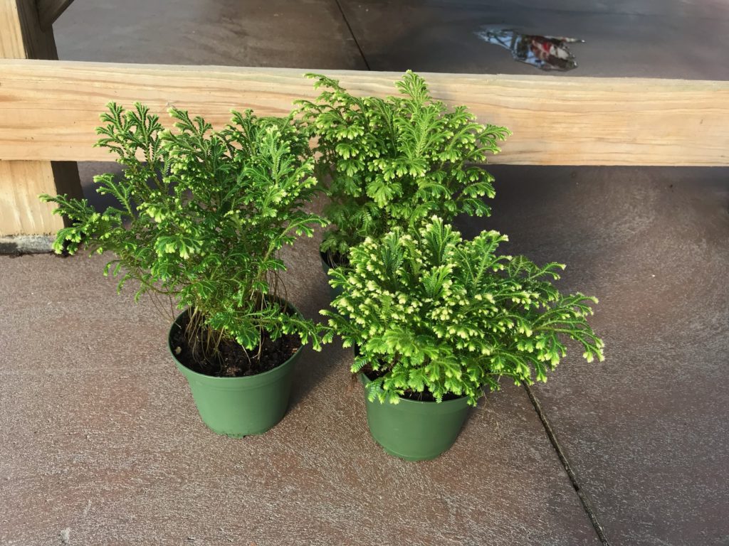 Ferns - Safe Holiday Plants 